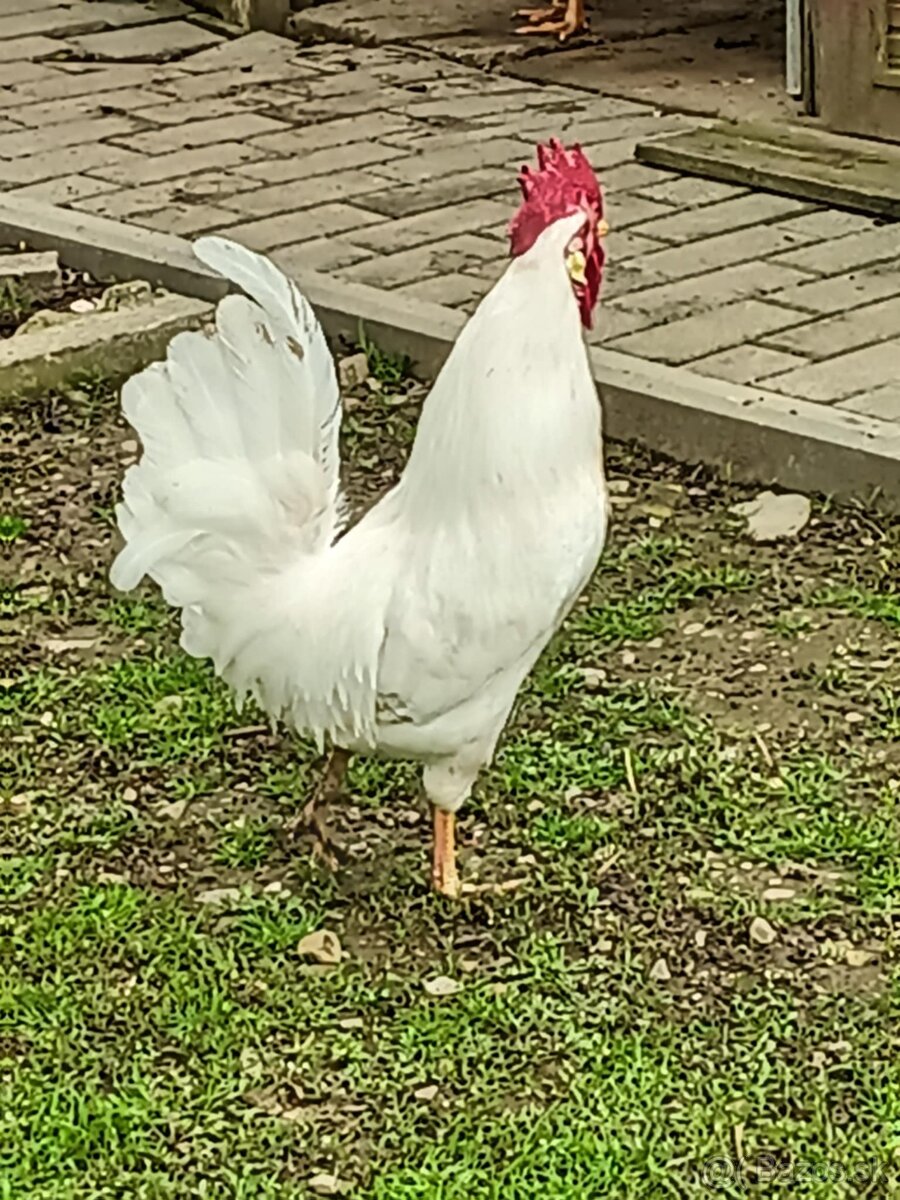 Predám kohúty