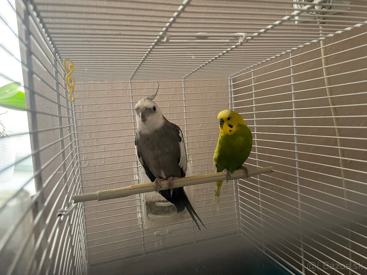 Korela + andulka