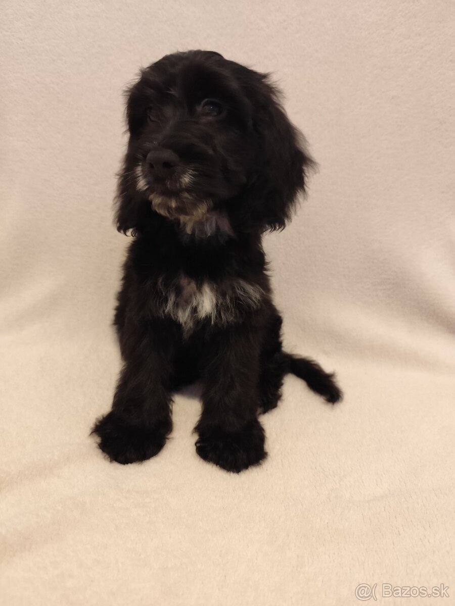 Cockapoo