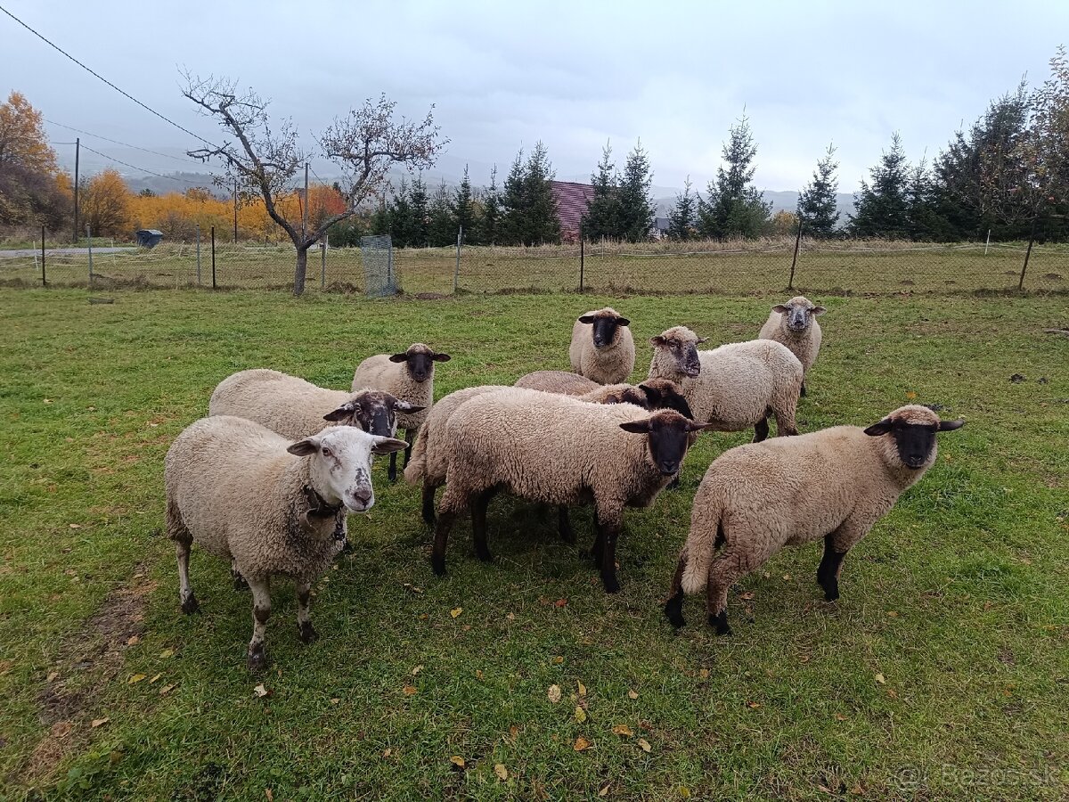 Jahňacie, baranie mäso