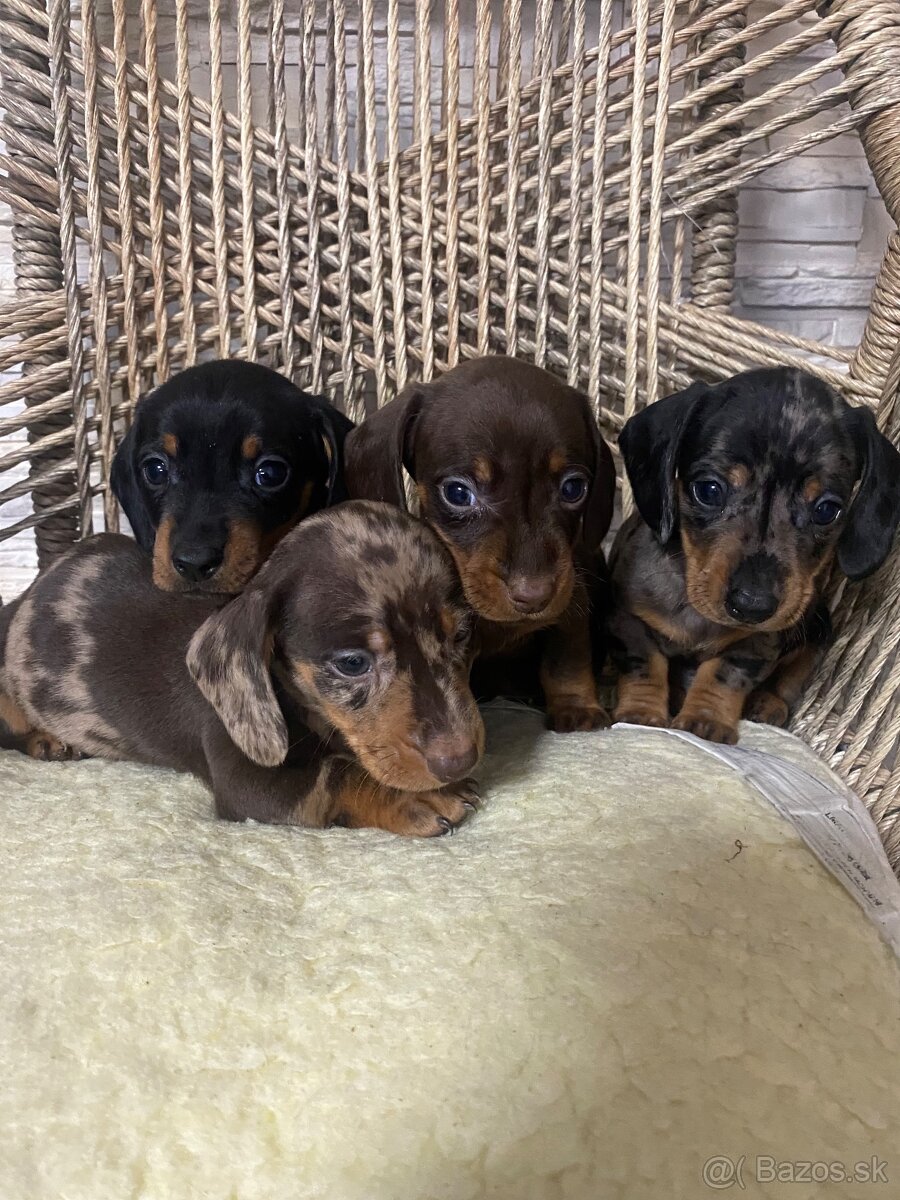 Krátkosrstý jazvecik