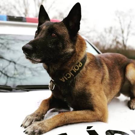 Nemecký ovčiak polícia obojok