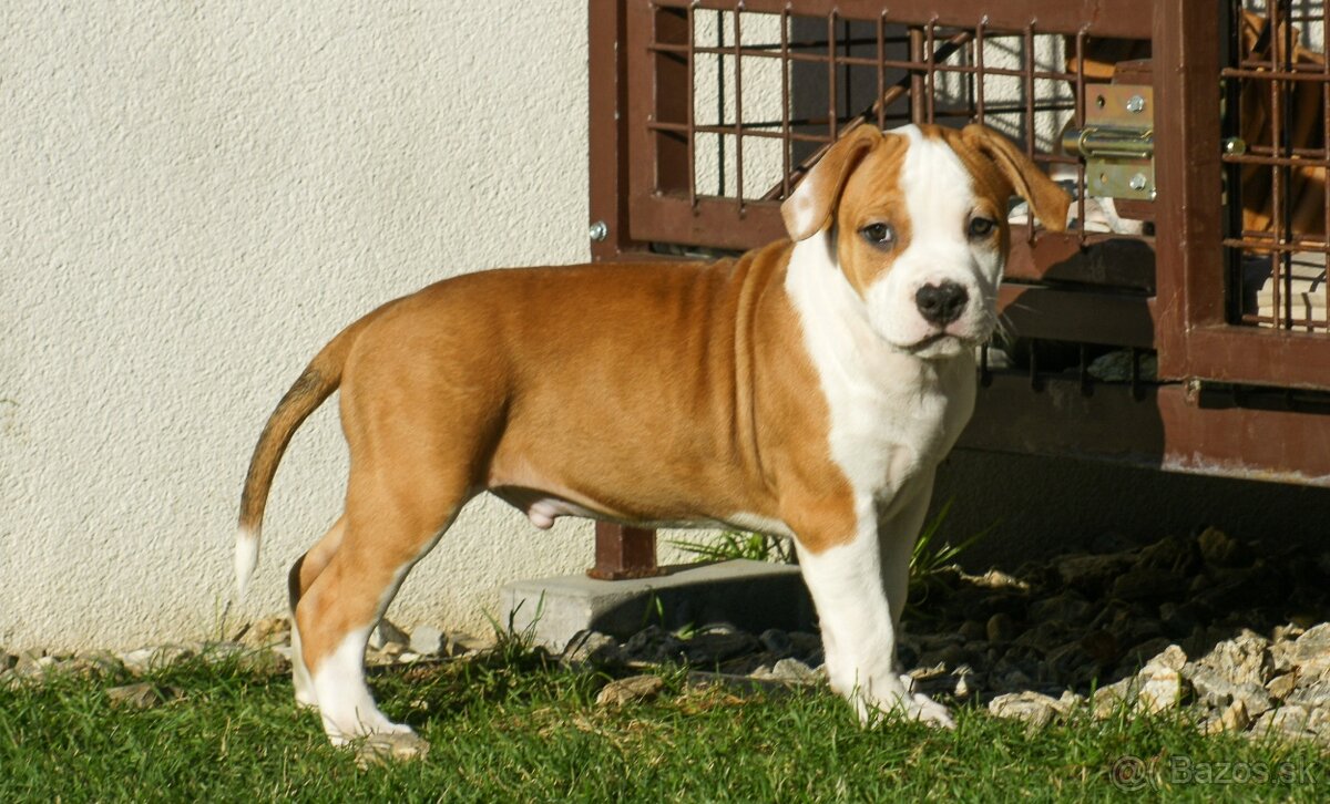Psík Atrey 🐶 Americký Stafordšírsky teriér s PP 🐾 🩵