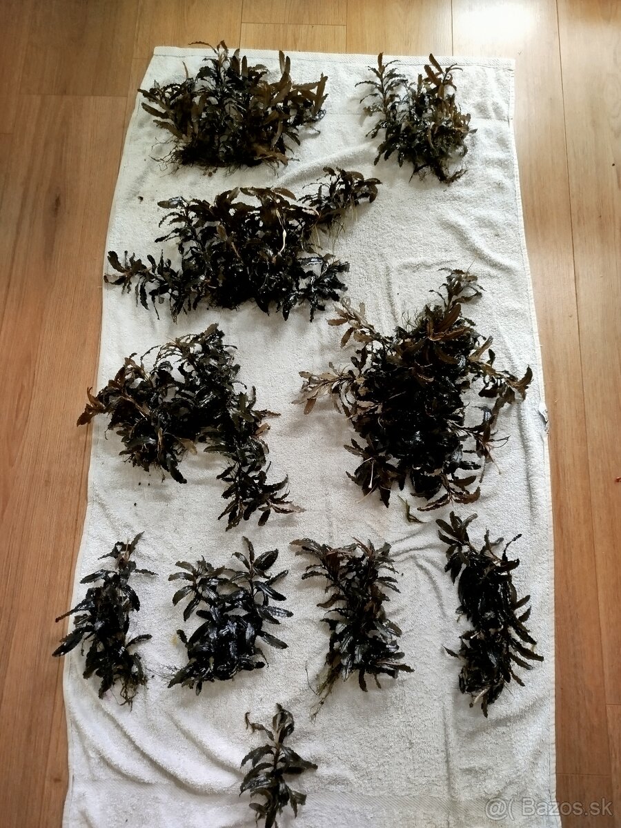 Predam rastlinky Bucephalandra