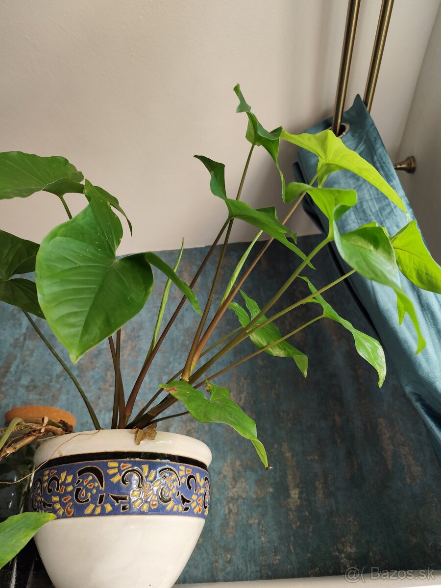 Predám syngonium
