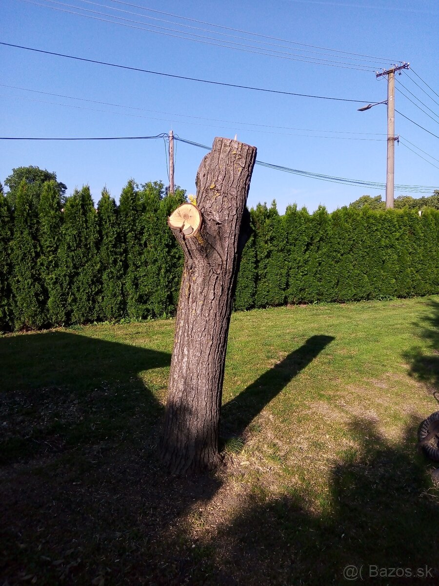 Kmeň orecha.
