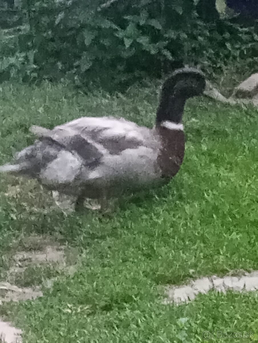 Predám ruanskeho káčera a kohuta