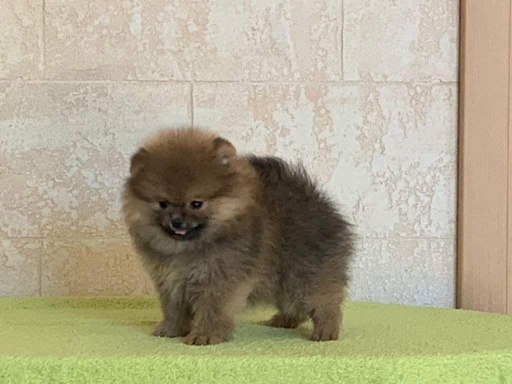 POmeranian