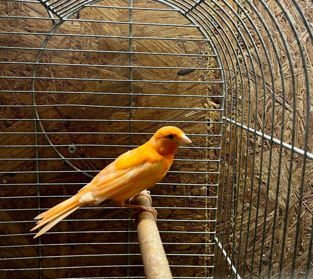 Kanarik