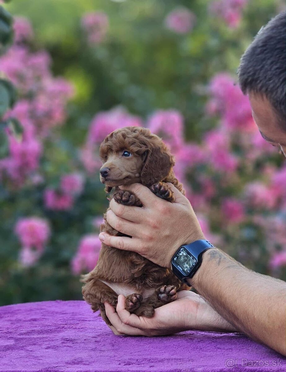 Stredne Veľký Pudel - Medium Poodle