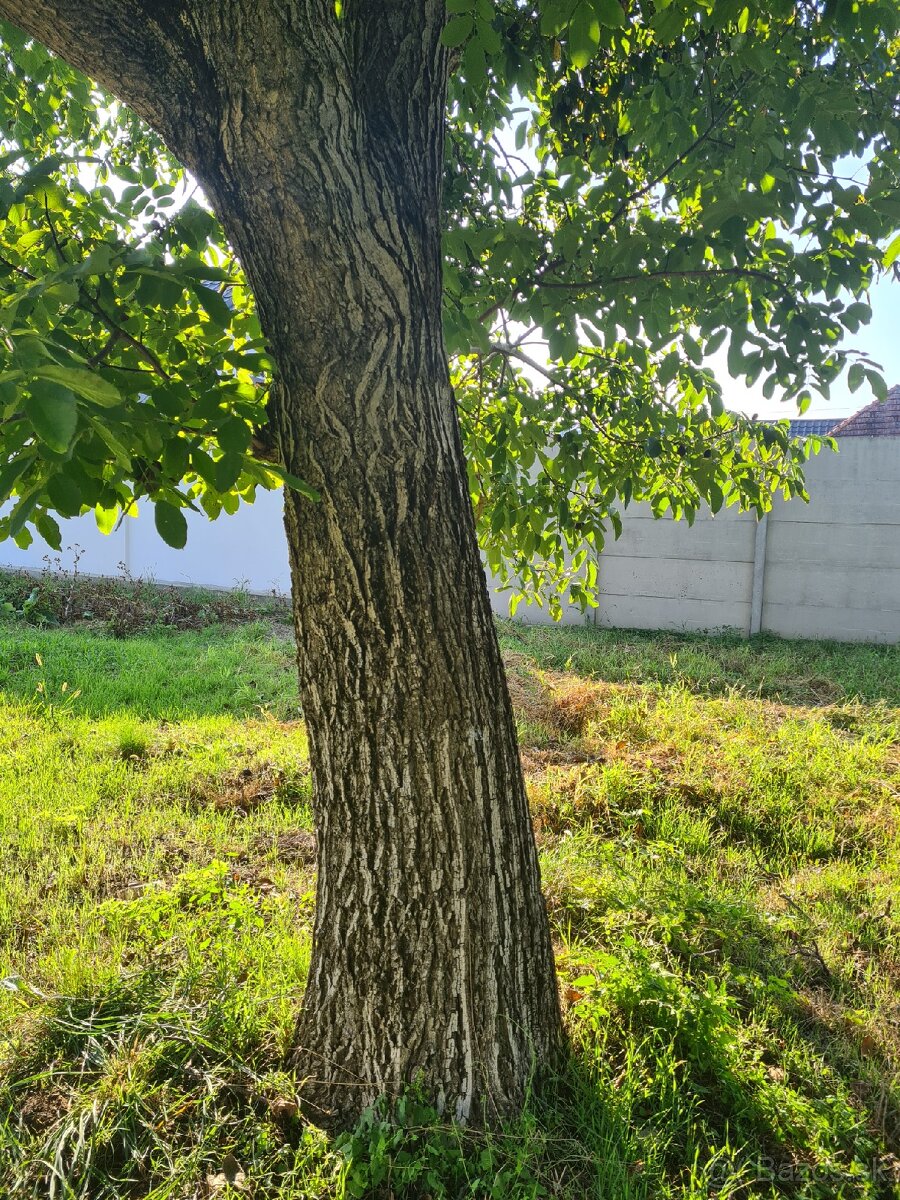 Ponúkam orech za spílenie