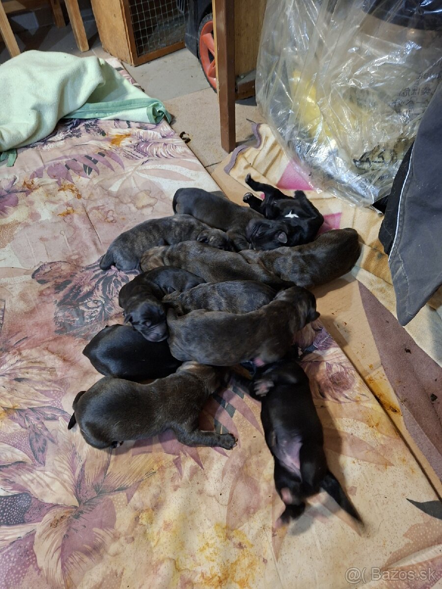 Cane corso