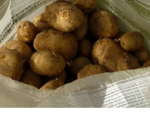 Zemiaky konzumne na uskladnenie