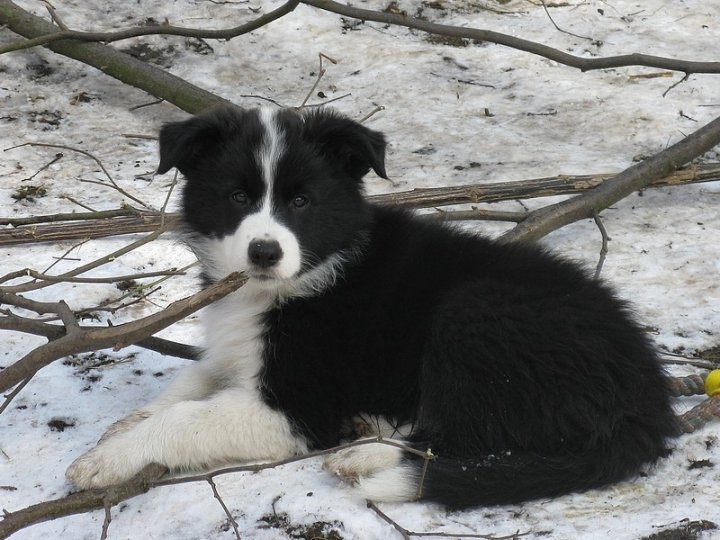 Šteňatá s PP - Border kólia / kolia - již k odběru