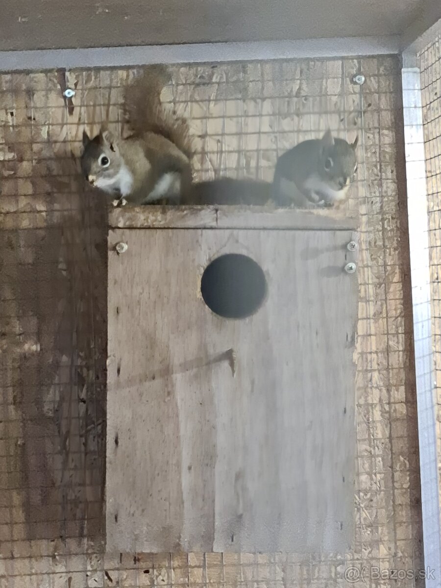 Veveričky