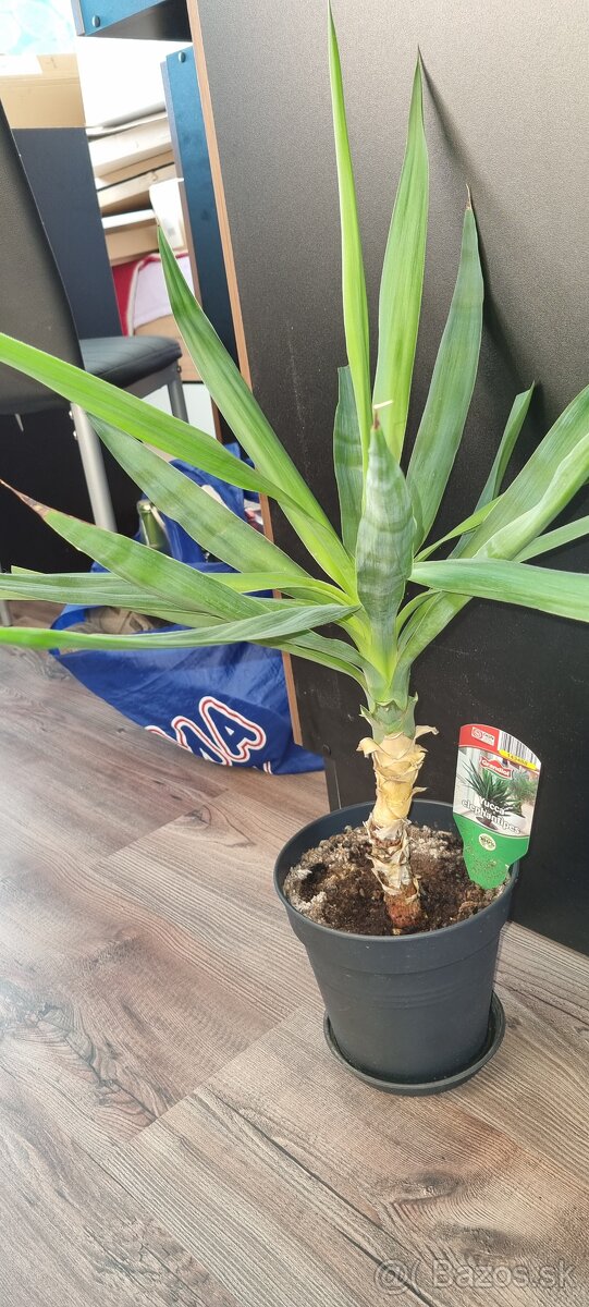 Yucca elephantipes