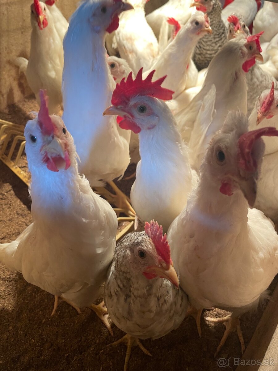 Kohúty Leghorn/Cream legbar