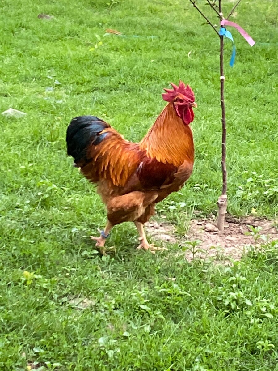 Predam kuriatka hempšir