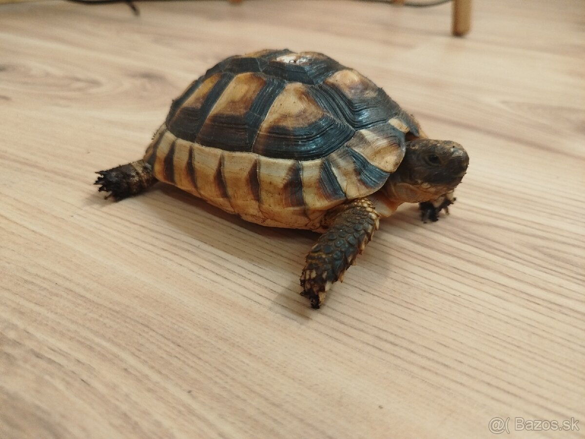 Suchozemska korytnačka Testudo Marginata