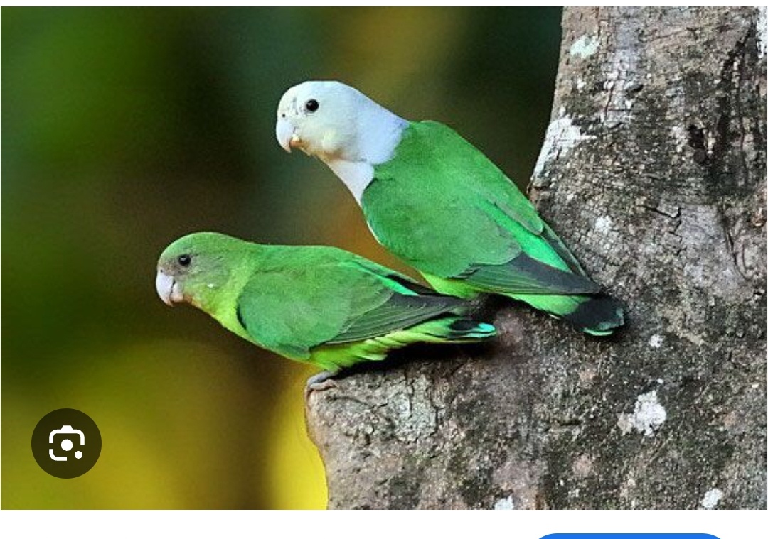 Agapornis cana