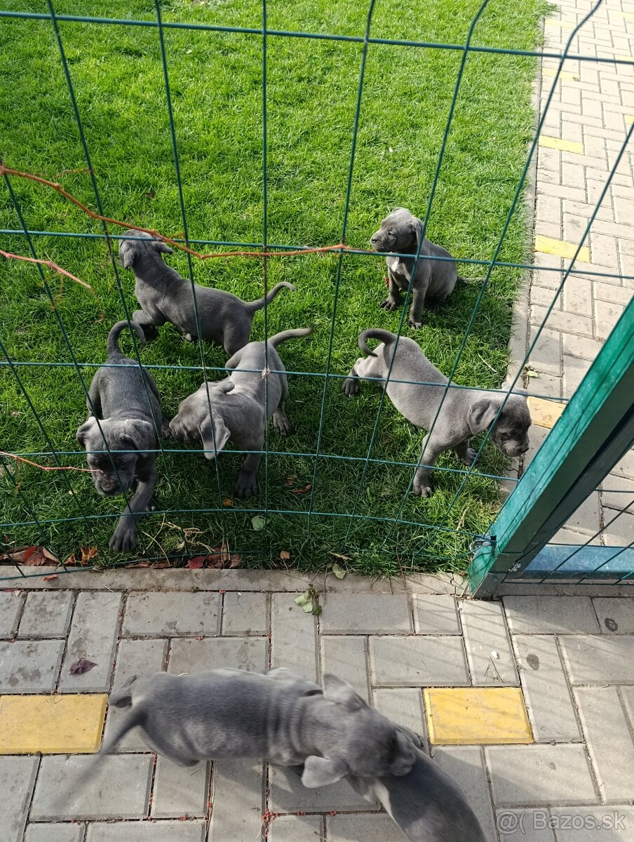 Cane corso modré šteniatka