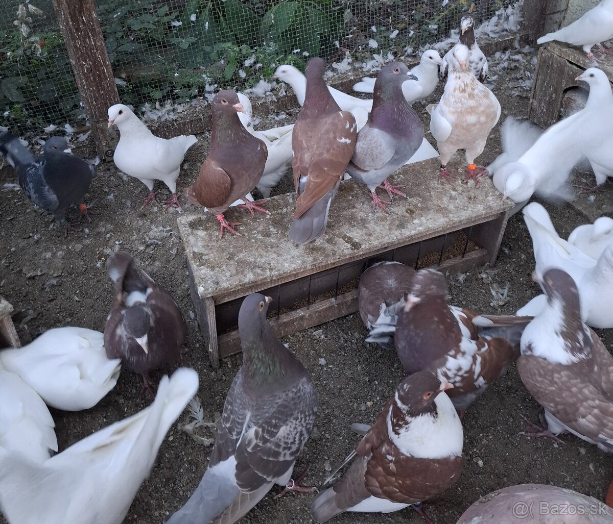 Predam holuby Kalifornské,Hubel