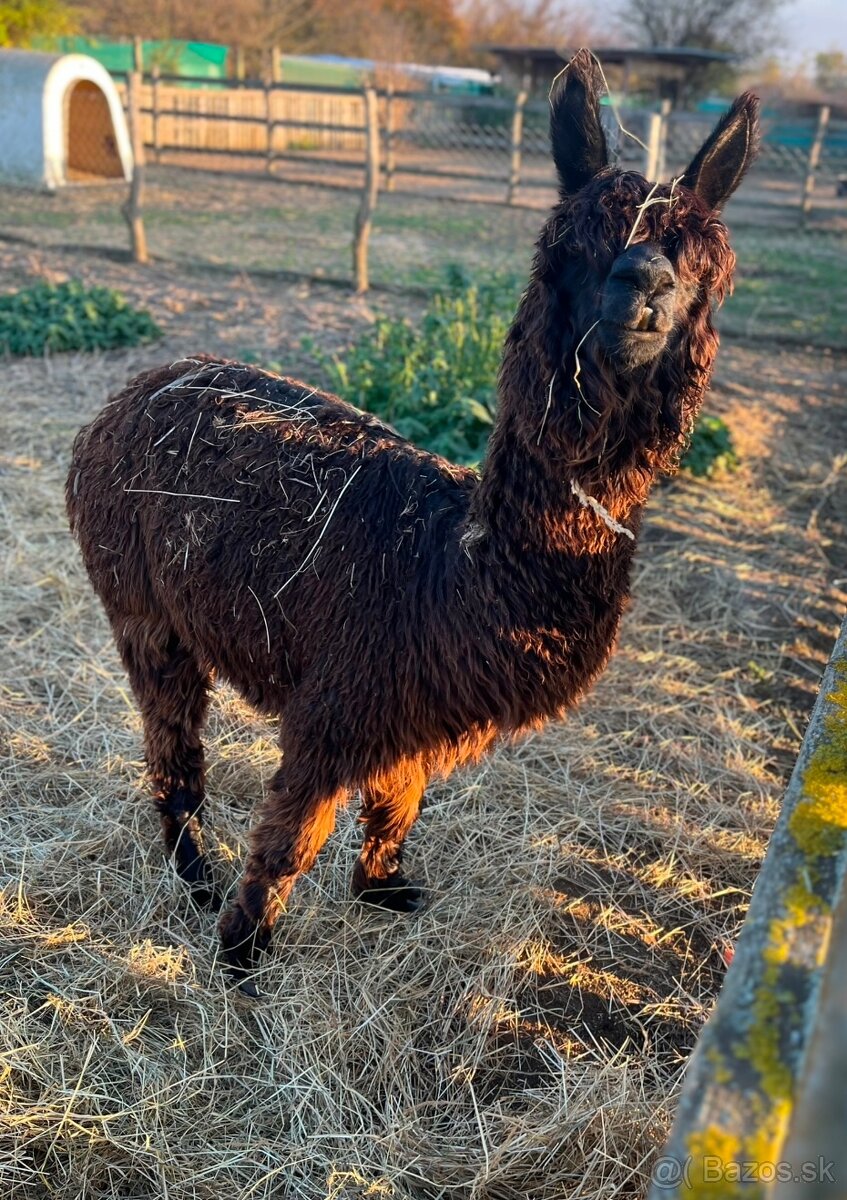 Lama alpaka