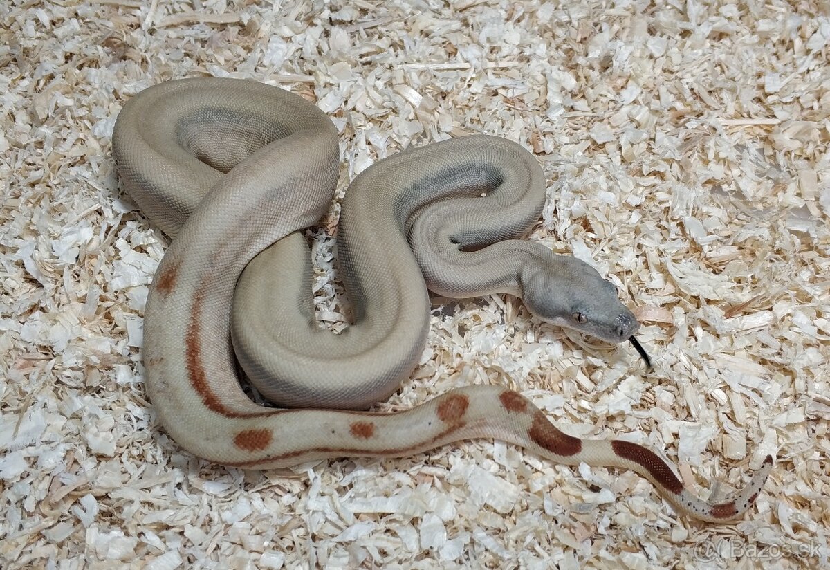 Boa imperator - Normal a Hypo 66% het Sterling VPI