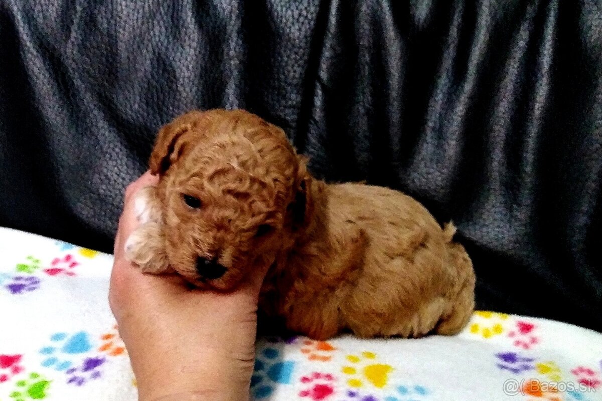 Pudlik pudel Toy