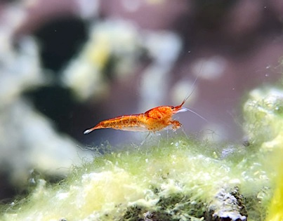Halocaridina rubra