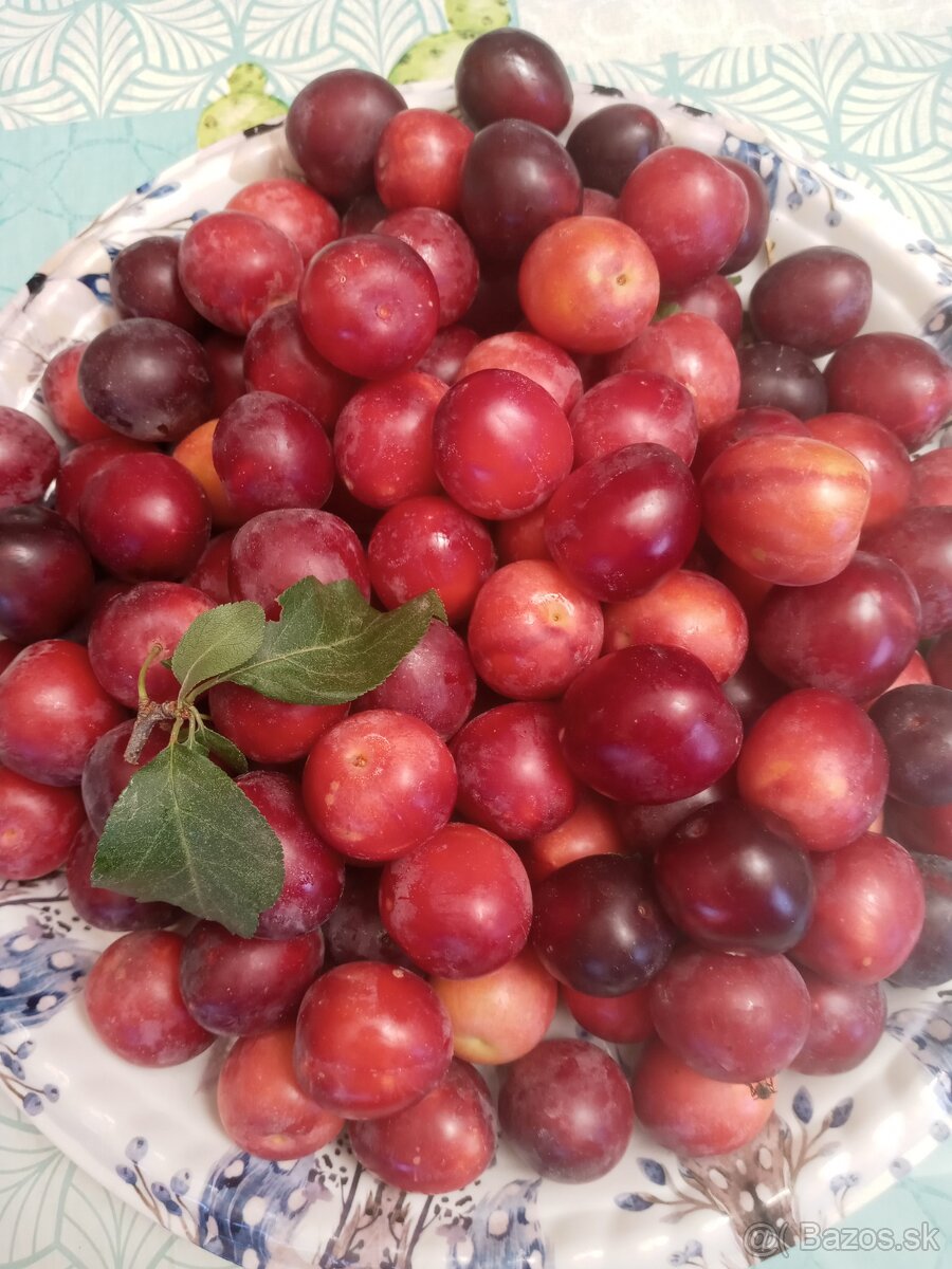 🥰Slivky Ringloty červené Althanova na predaj😋