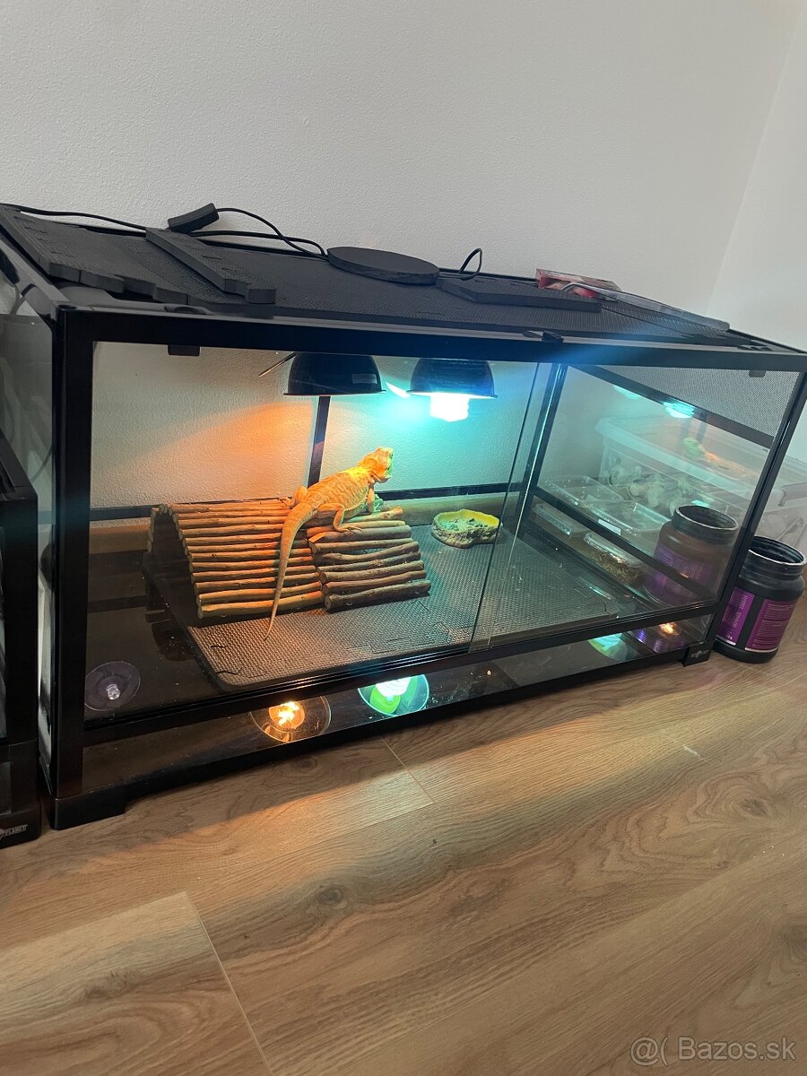 Terarium