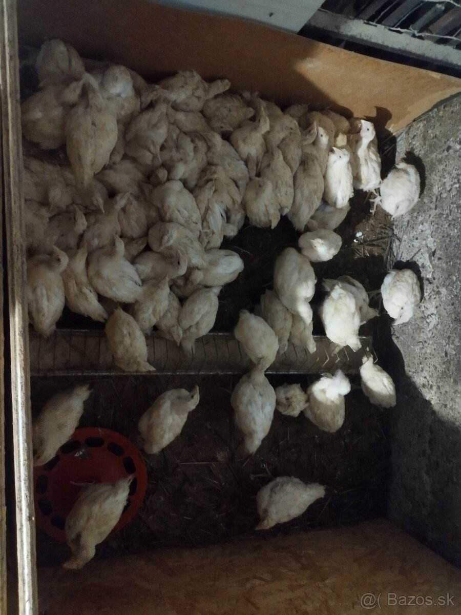 brojlerové