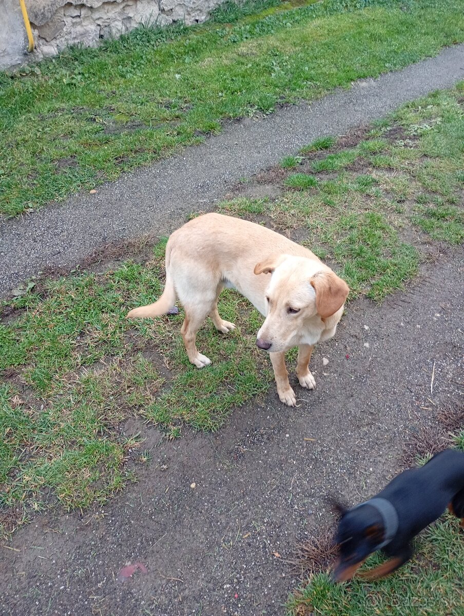 Darujem psa zlatý retríver ešte štene