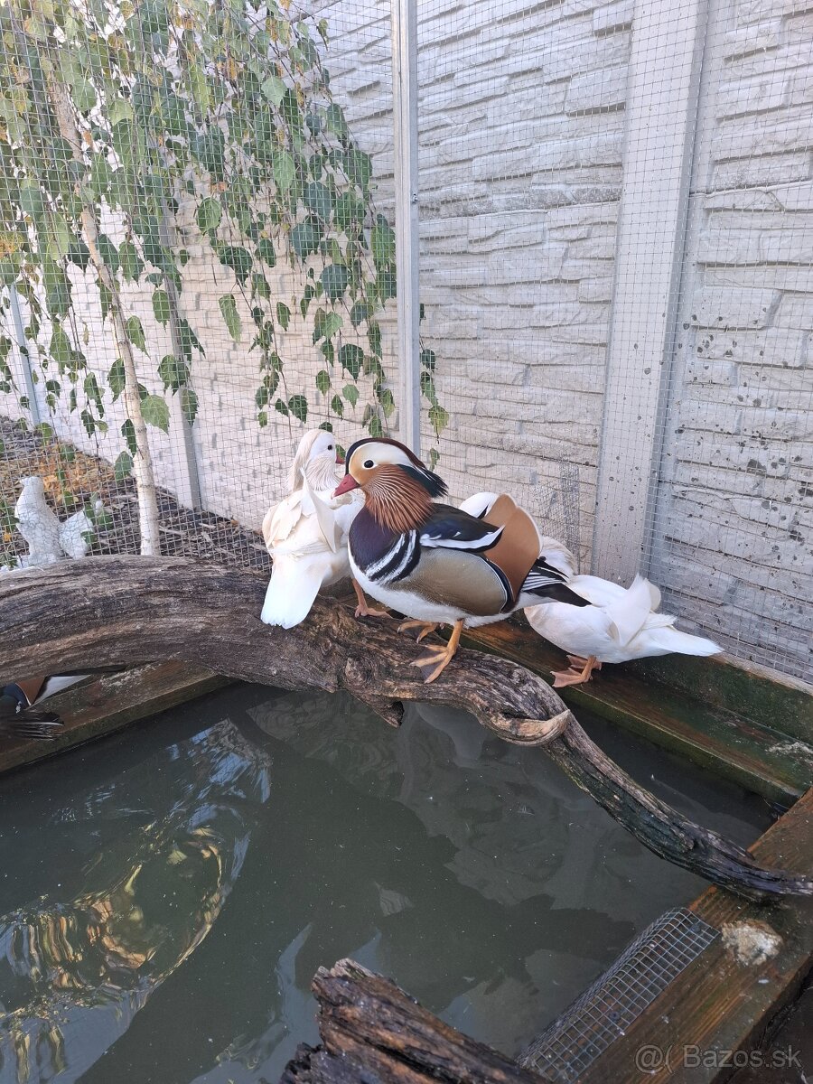 Mandarinske kacicky , kacky