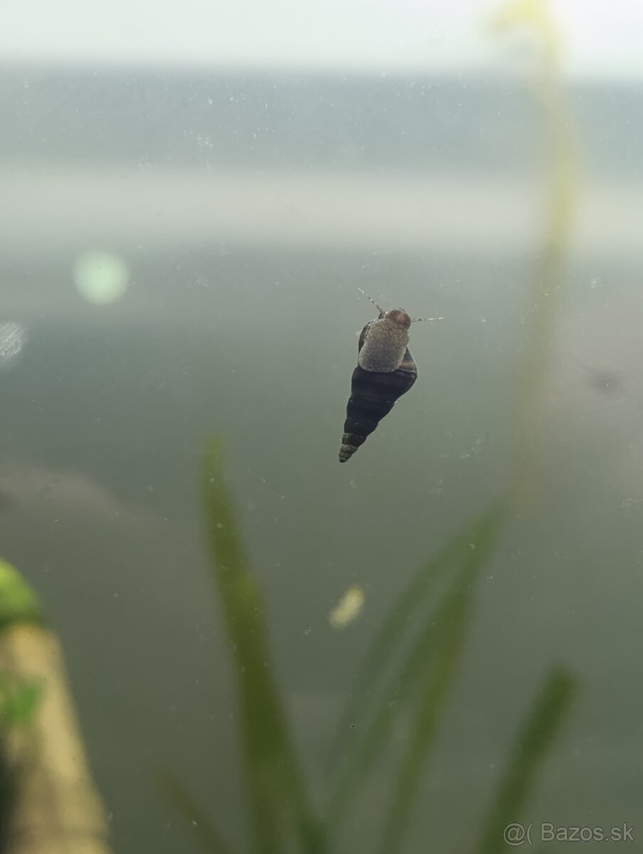 Slimáky Brotia herculea