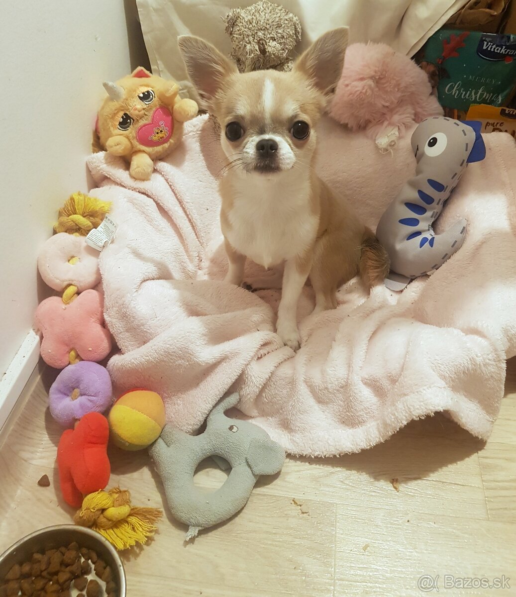 Stráženie a ubytovanie pre zvieratko