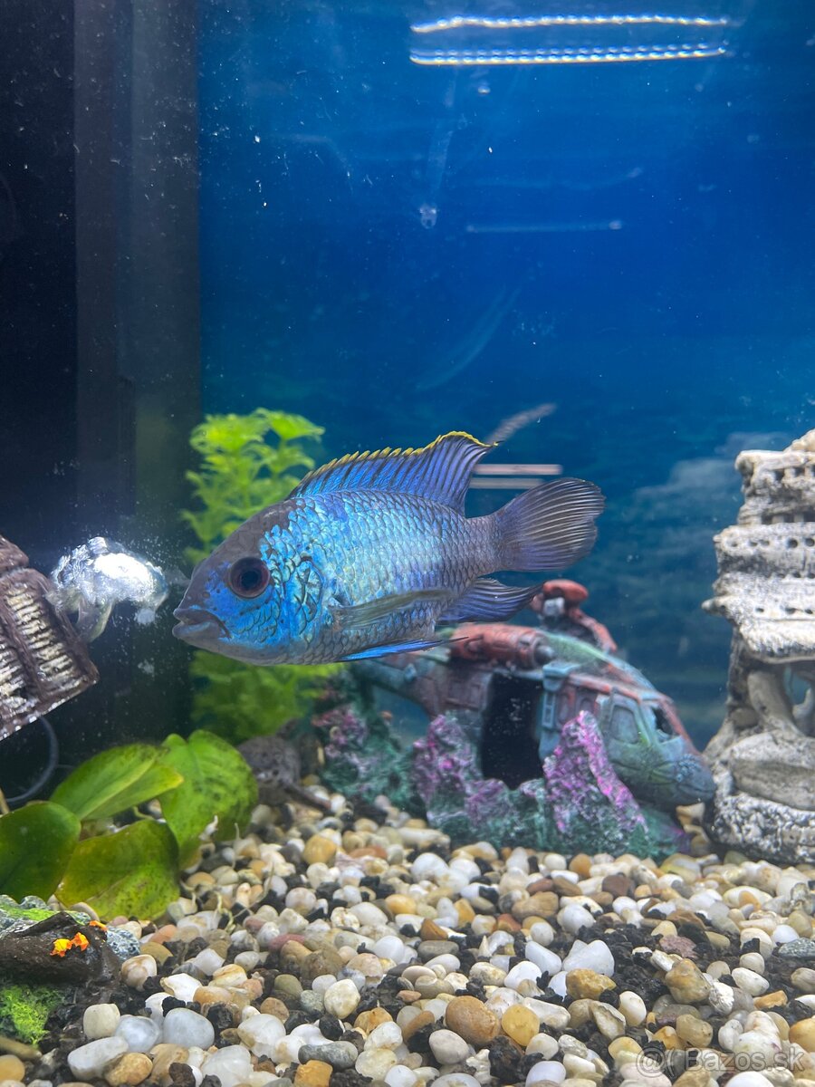 Darujem vymením akara modrá