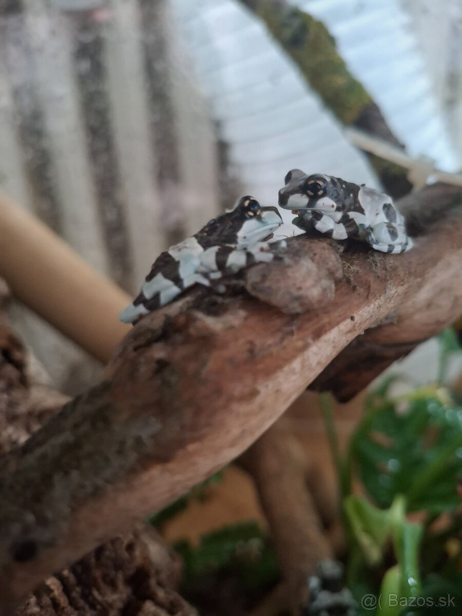 Rosnicky vcelie