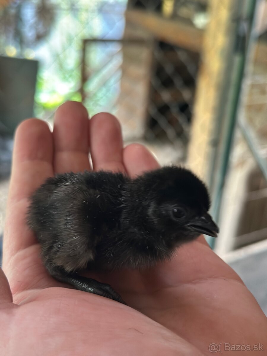 Kuriatka Ayam Cemani