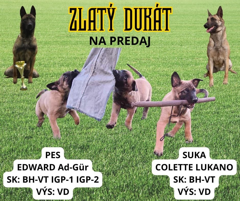 Malinois