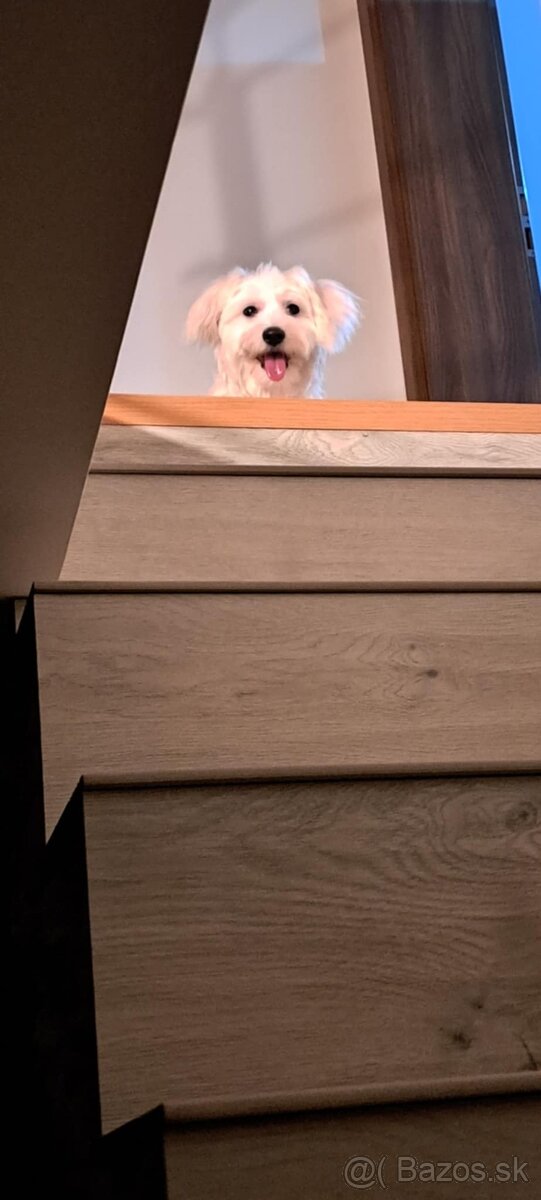 Maltezák mini