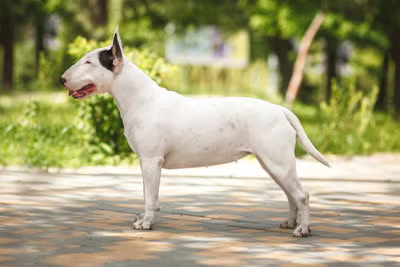 BULTERIER- BULLTERIER - BULLTERRIER - KUPIM.