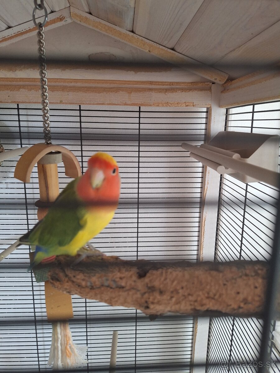 Agapornis