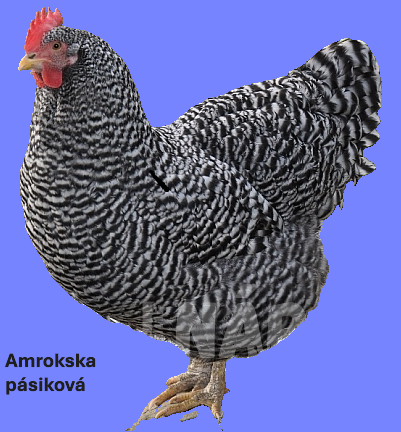 Predám násadové vajcia Amroksky pásikovej.