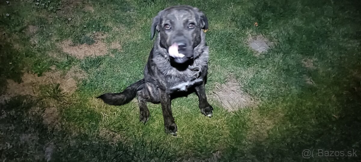 Fenka cane corso x stredoázijský ovčiak