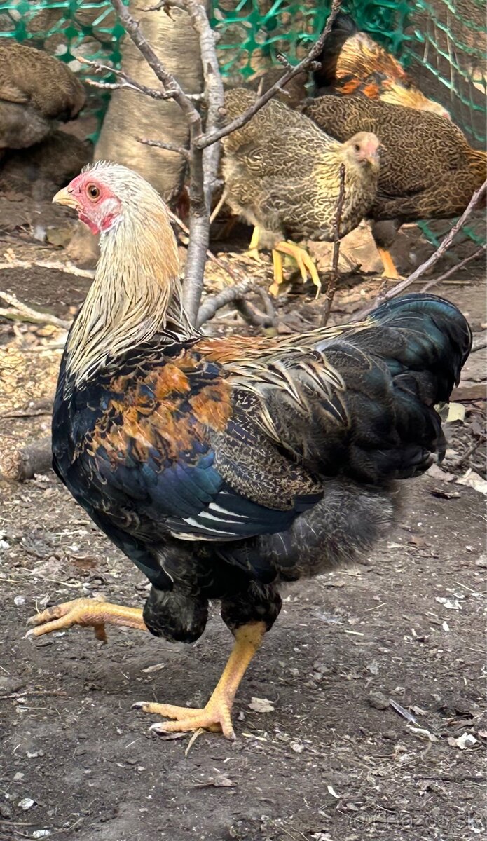 Predam kohutiky zdrobnelej Wyandotky