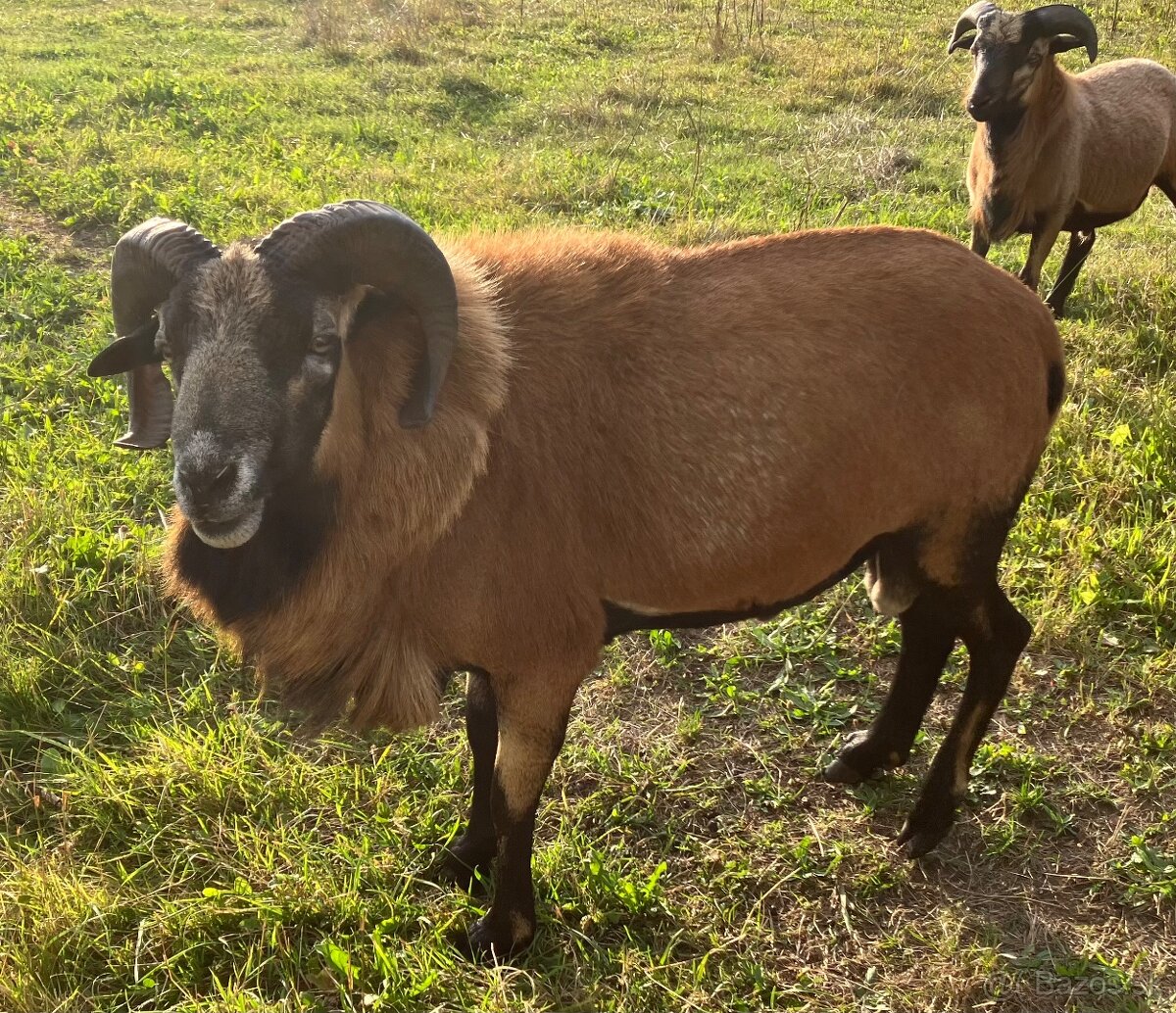 Predam kamerunskeho barana