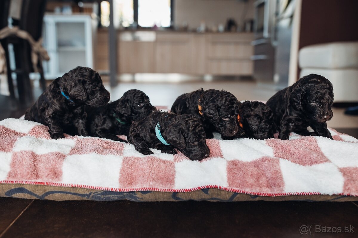 Pudl velký královský - hnědý