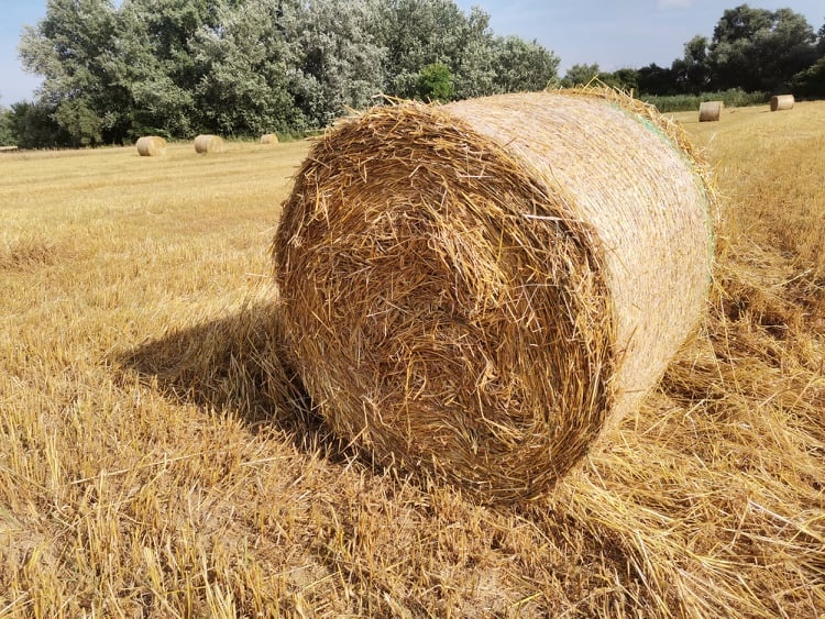 Seno na predaj